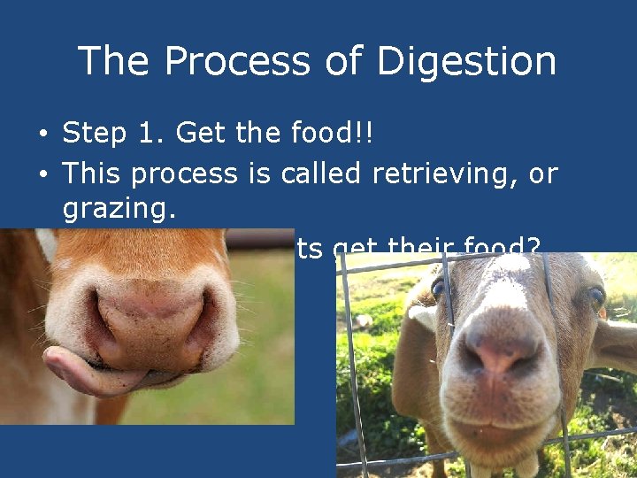 The Process of Digestion • Step 1. Get the food!! • This process is