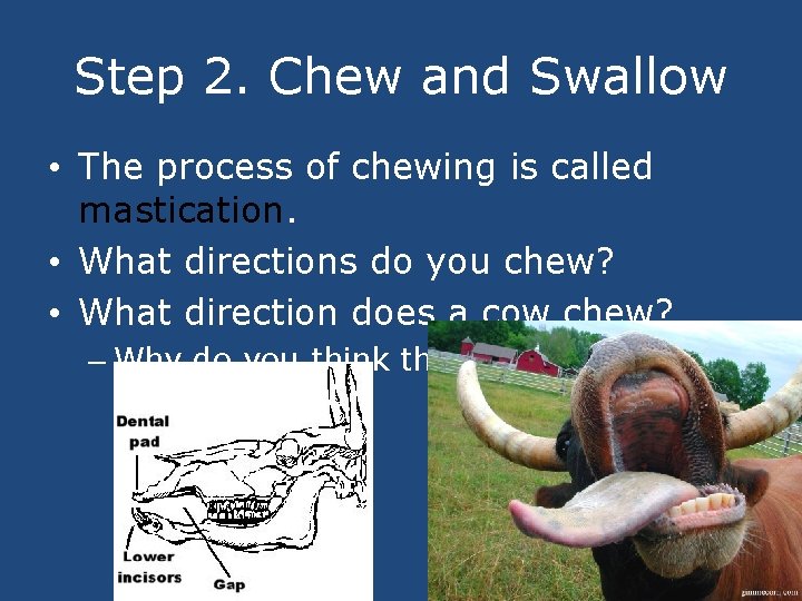 Step 2. Chew and Swallow • The process of chewing is called mastication. •