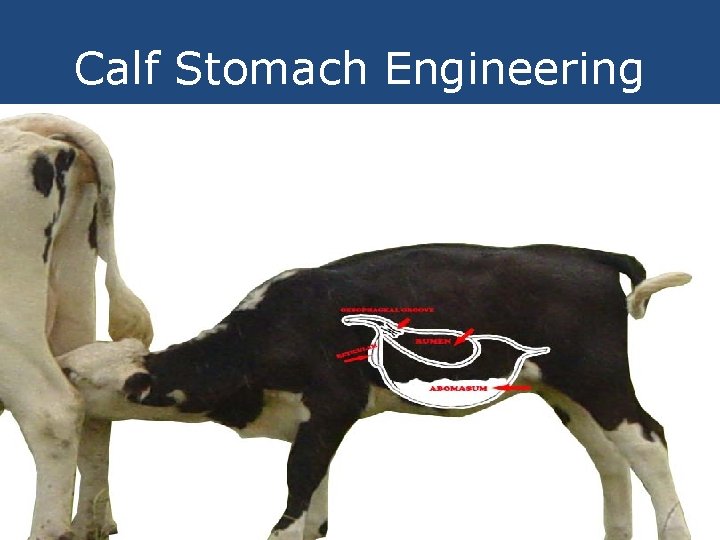 Calf Stomach Engineering 