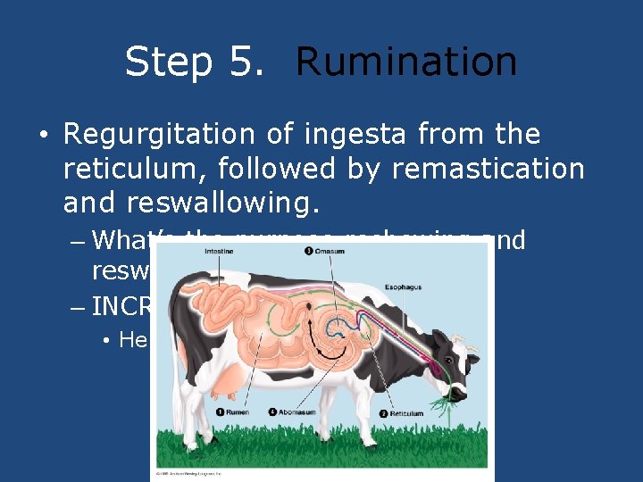 Step 5. Rumination • Regurgitation of ingesta from the reticulum, followed by remastication and