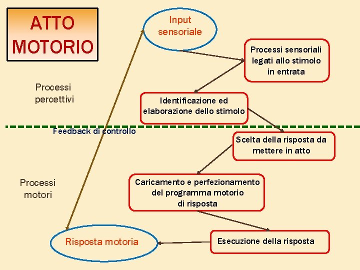 ATTO MOTORIO Input sensoriale Processi sensoriali legati allo stimolo in entrata Processi percettivi Identificazione