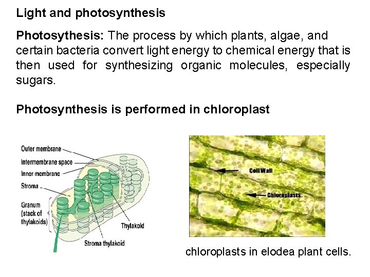 Light and photosynthesis Photosythesis: The process by which plants, algae, and certain bacteria convert