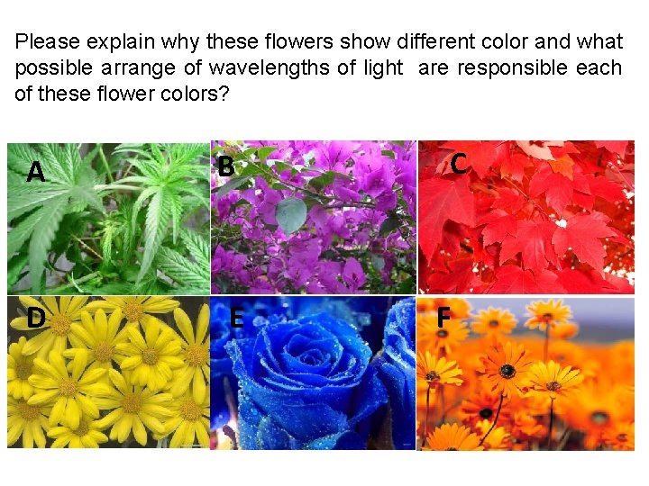 Please explain why these flowers show different color and what possible arrange of wavelengths