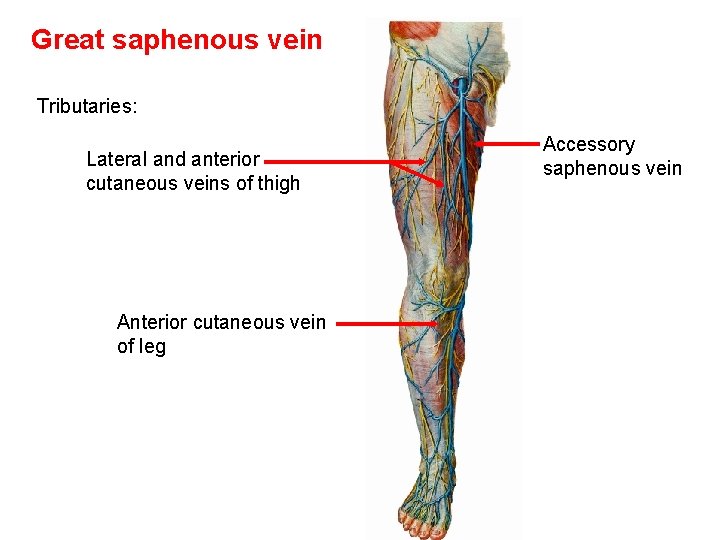 Great saphenous vein Tributaries: Lateral and anterior cutaneous veins of thigh Anterior cutaneous vein