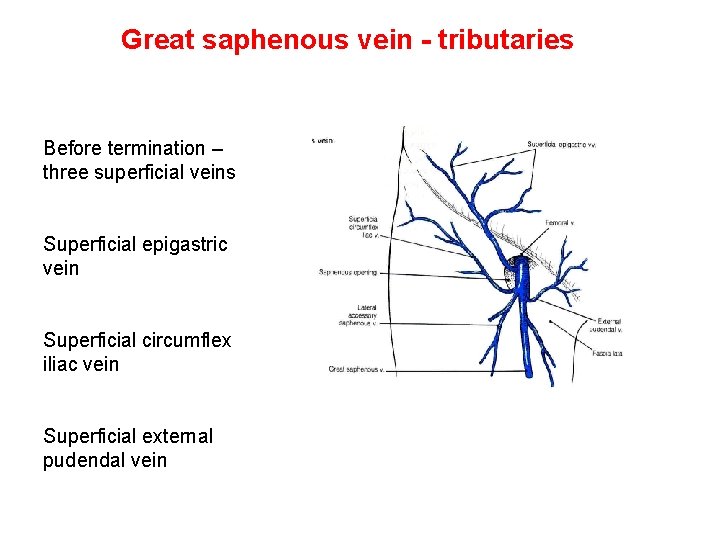 Great saphenous vein - tributaries Before termination – three superficial veins Superficial epigastric vein