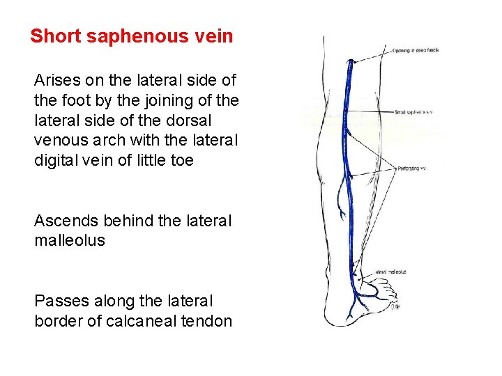 Short saphenous vein Arises on the lateral side of the foot by the joining