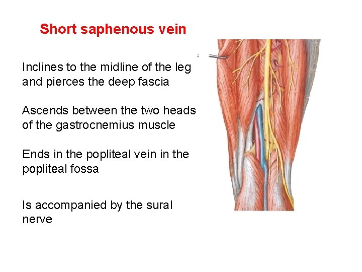 Short saphenous vein Inclines to the midline of the leg and pierces the deep