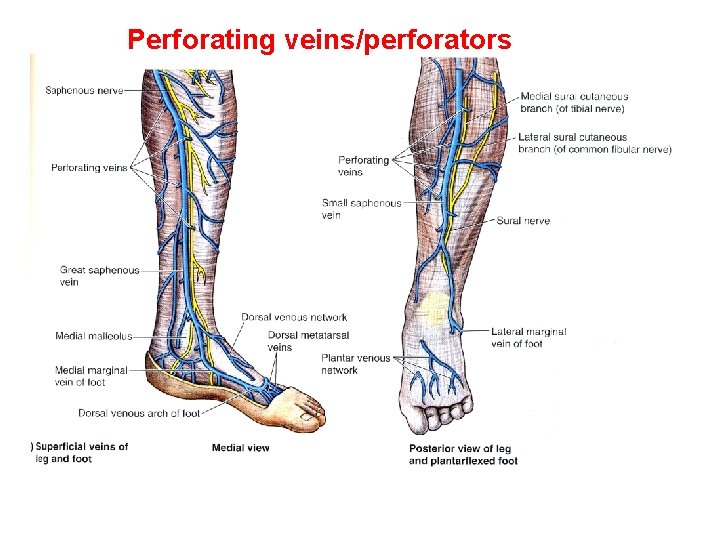 Perforating veins/perforators 