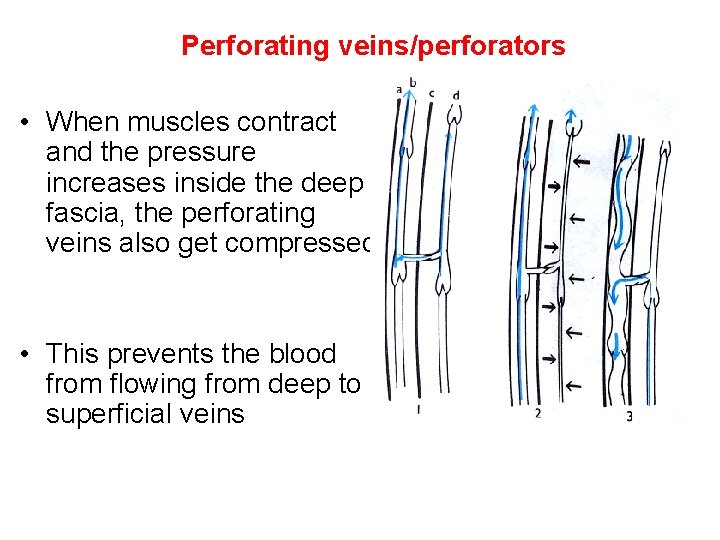 Perforating veins/perforators • When muscles contract and the pressure increases inside the deep fascia,