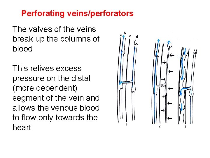 Perforating veins/perforators The valves of the veins break up the columns of blood This