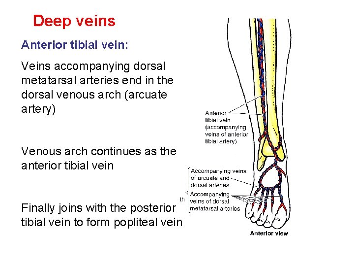 Deep veins Anterior tibial vein: Veins accompanying dorsal metatarsal arteries end in the dorsal