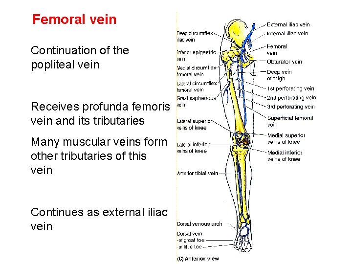 Femoral vein Continuation of the popliteal vein Receives profunda femoris vein and its tributaries