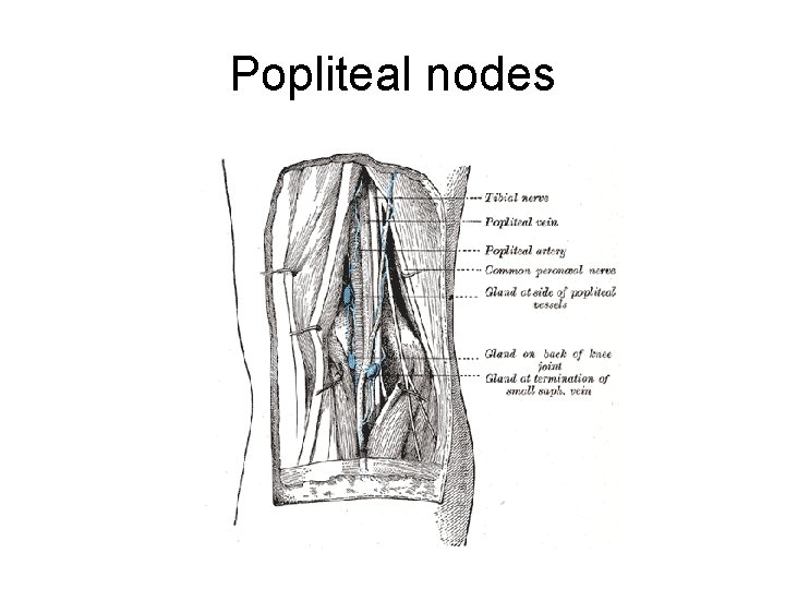 Popliteal nodes 
