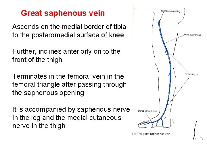 Great saphenous vein Ascends on the medial border of tibia to the posteromedial surface