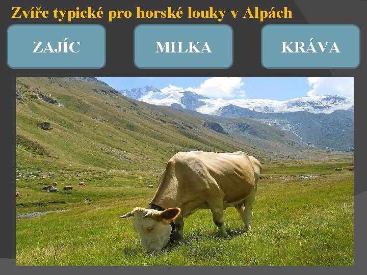 Zvíře typické pro horské louky v Alpách ZAJÍC MILKA KRÁVA 