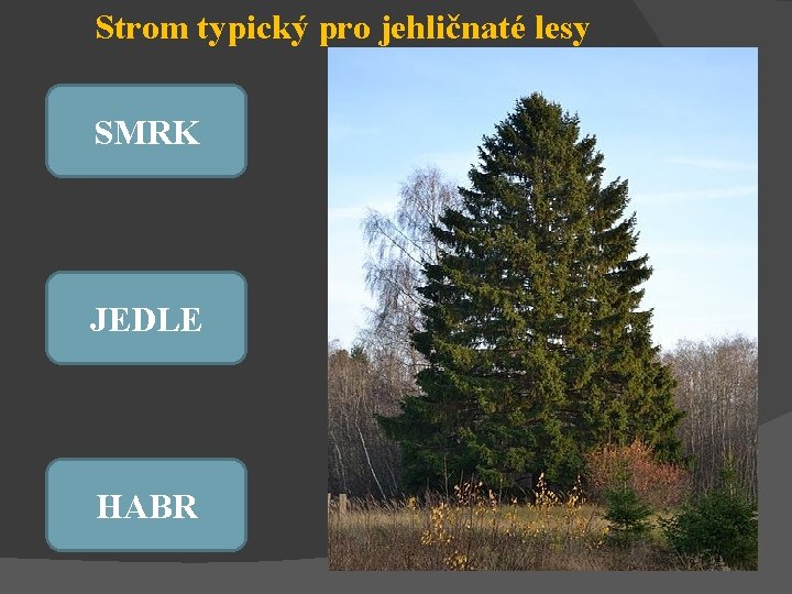 Strom typický pro jehličnaté lesy SMRK JEDLE HABR 