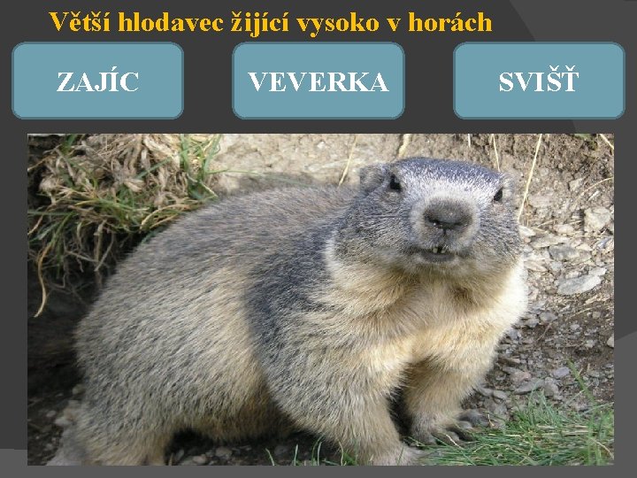 Větší hlodavec žijící vysoko v horách ZAJÍC VEVERKA SVIŠŤ 