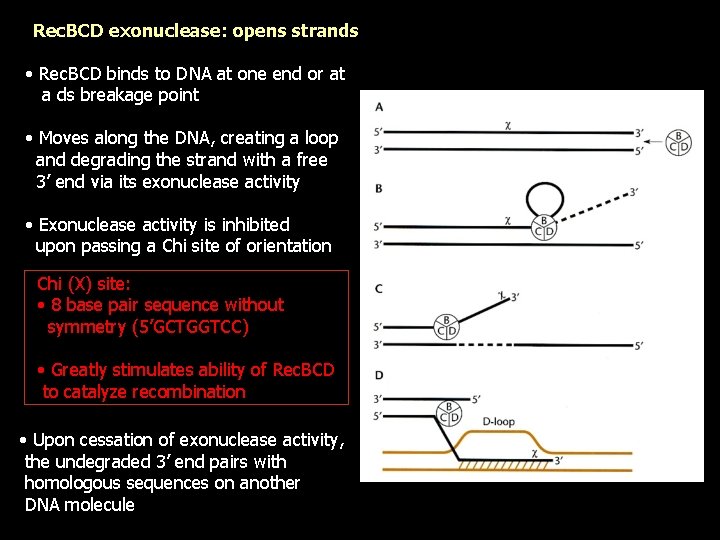 Rec. BCD exonuclease: opens strands • Rec. BCD binds to DNA at one end