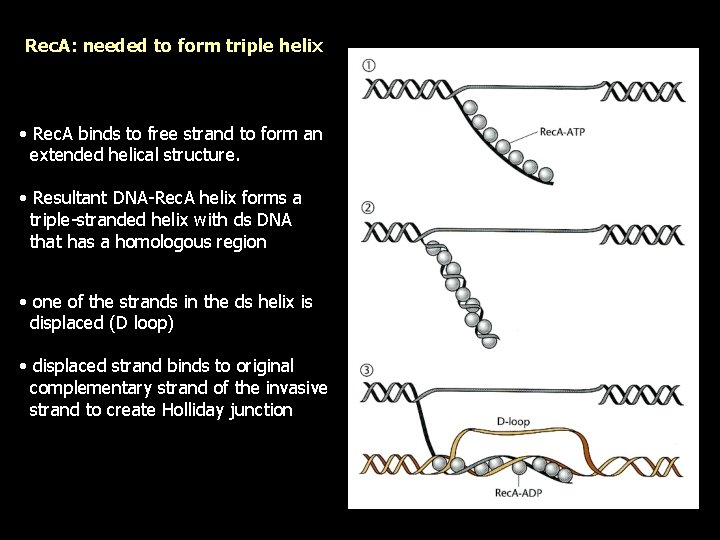 Rec. A: needed to form triple helix • Rec. A binds to free strand