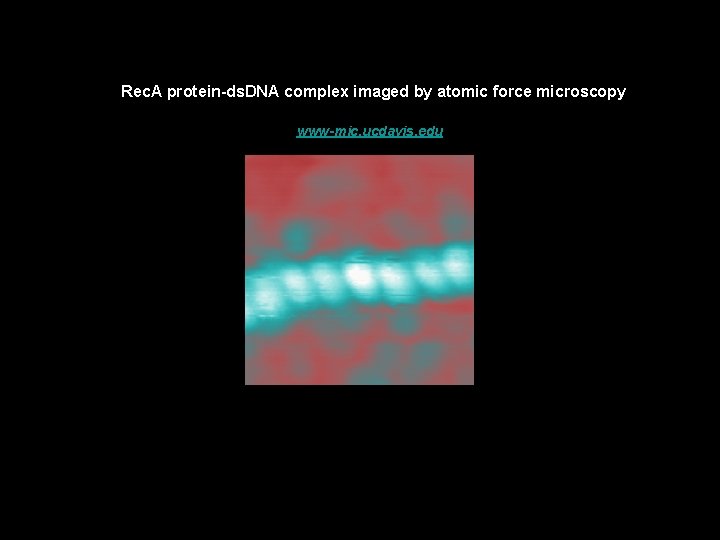 Rec. A protein-ds. DNA complex imaged by atomic force microscopy www-mic. ucdavis. edu 