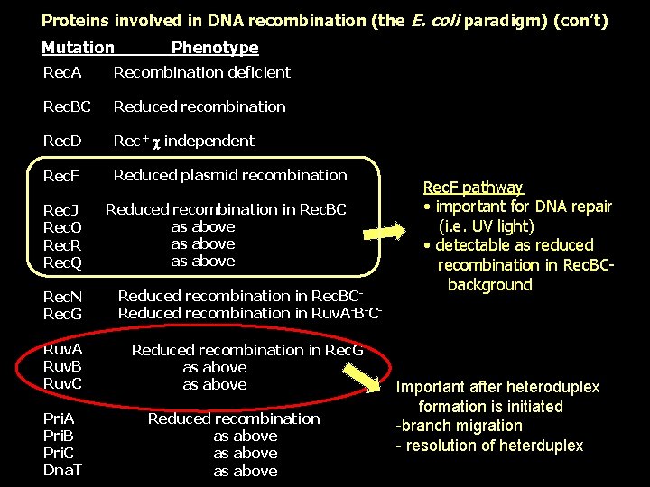 Proteins involved in DNA recombination (the E. coli paradigm) (con’t) Mutation Phenotype Rec. A