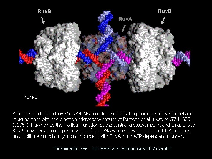 Ruv. B Ruv. A A simple model of a Ruv. A/Ruv. B/DNA complex extrapolating