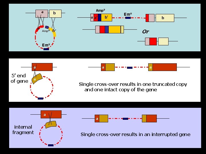 a b Amp. R b’ a a’ a’ Em. R b Or Amp. R