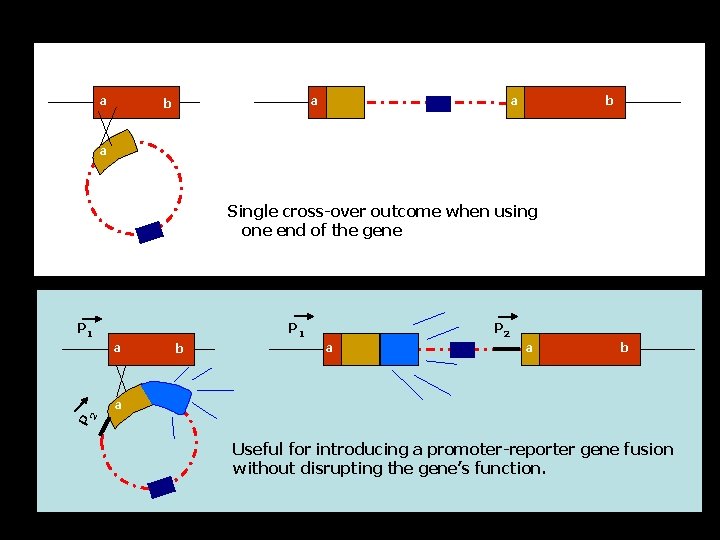 a a a b b a Single cross-over outcome when using one end of