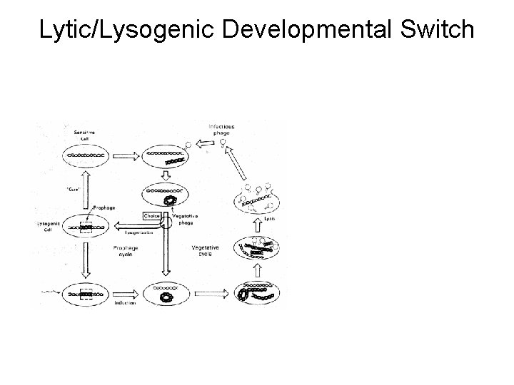 Lytic/Lysogenic Developmental Switch 
