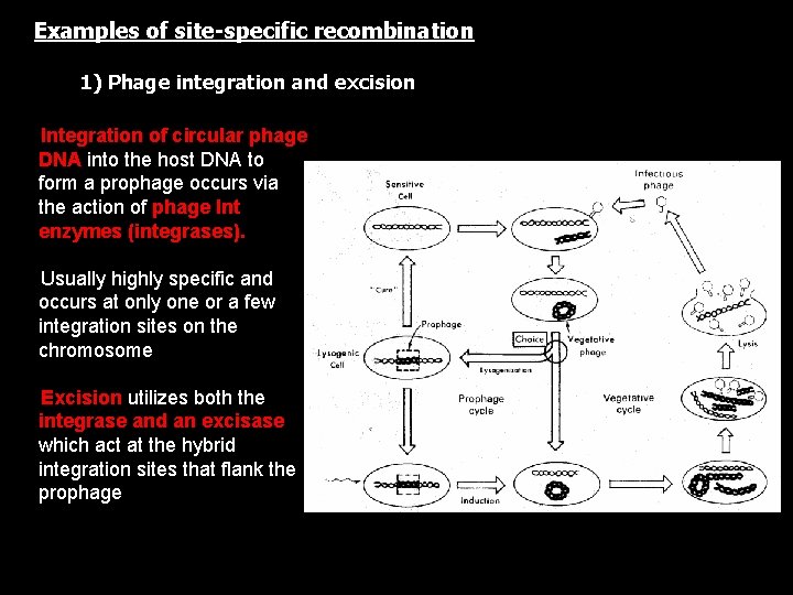 Examples of site-specific recombination 1) Phage integration and excision • Integration of circular phage