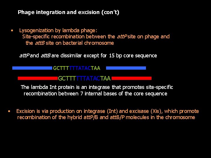 Phage integration and excision (con’t) • Lysogenization by lambda phage: Site-specific recombination between the