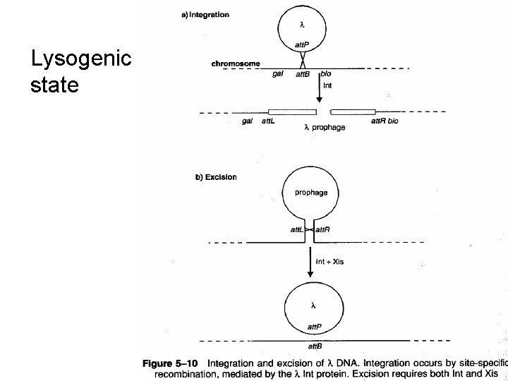 Lysogenic state 