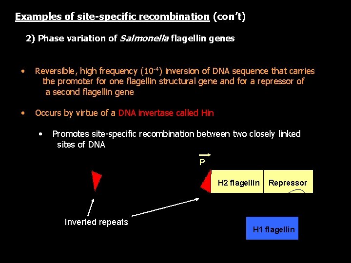 Examples of site-specific recombination (con’t) 2) Phase variation of Salmonella flagellin genes • Reversible,