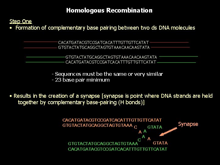 Homologous Recombination Step One • Formation of complementary base pairing between two ds DNA