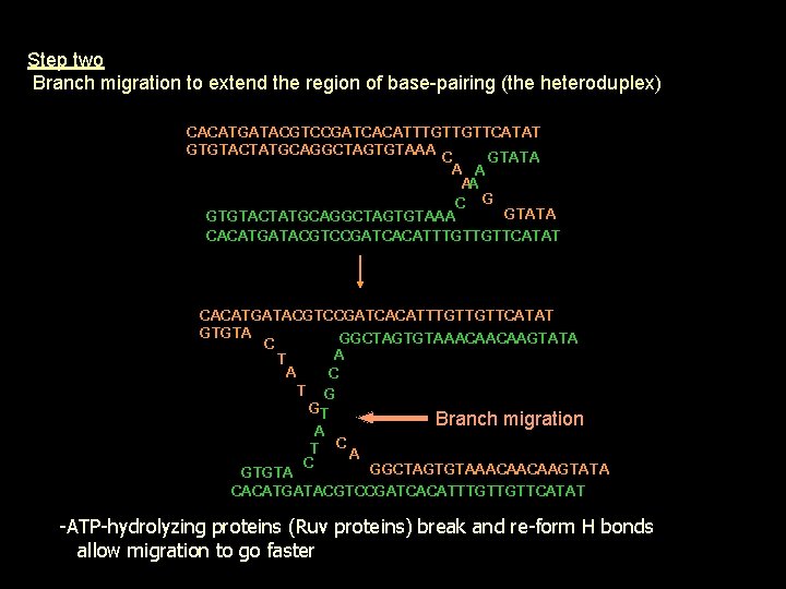 Step two Branch migration to extend the region of base-pairing (the heteroduplex) CACATGATACGTCCGATCACATTTGTTGTTCATAT GTGTACTATGCAGGCTAGTGTAAA