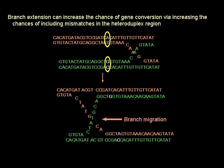 Branch extension can increase the chance of gene conversion via increasing the chances of