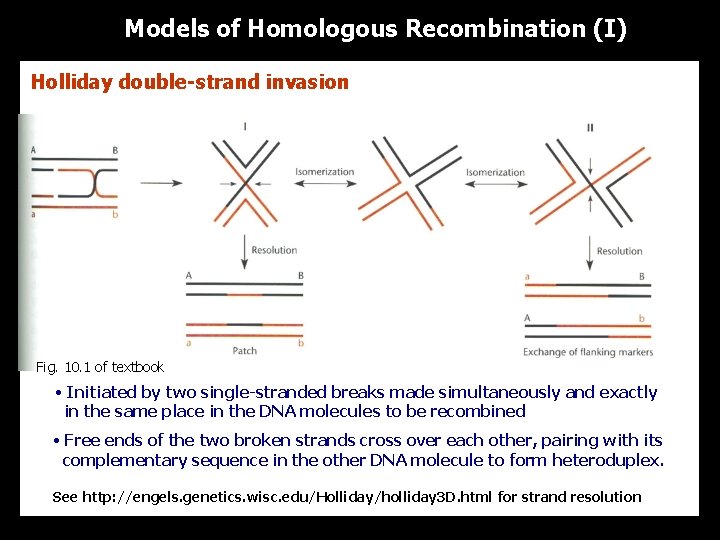 Models of Homologous Recombination (I) Holliday double-strand invasion Fig. 10. 1 of textbook •