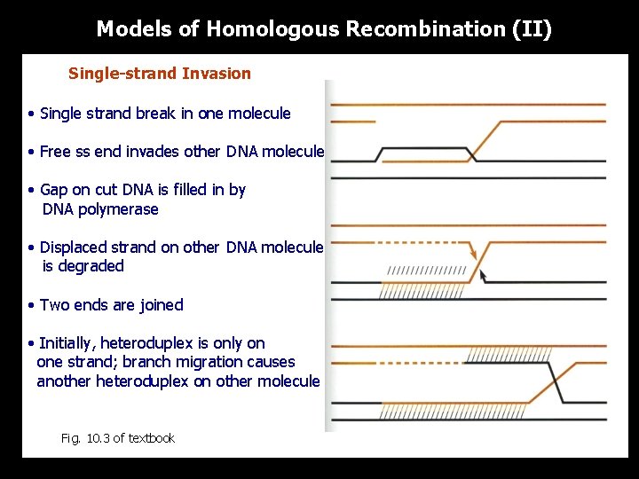 Models of Homologous Recombination (II) Single-strand Invasion • Single strand break in one molecule