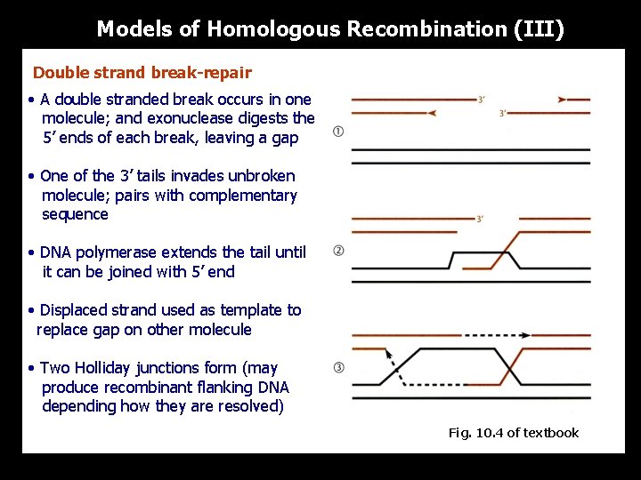 Models of Homologous Recombination (III) Double strand break-repair • A double stranded break occurs
