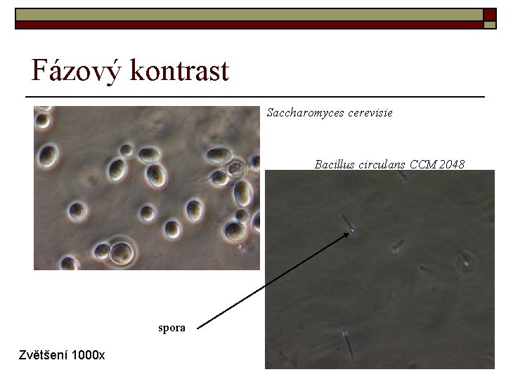 Fázový kontrast Saccharomyces cerevisie Bacillus circulans CCM 2048 spora Zvětšení 1000 x 