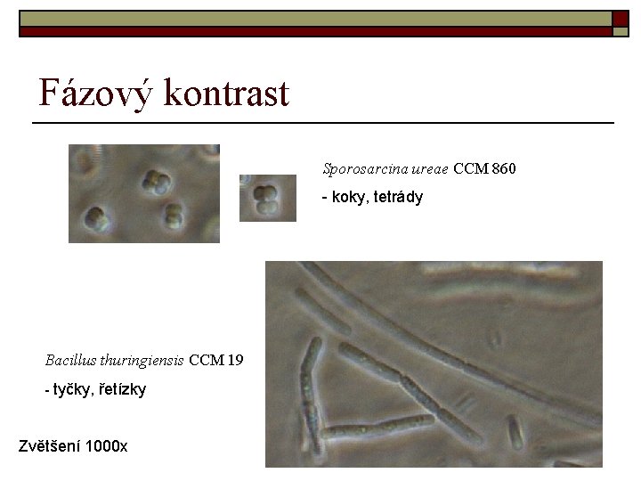 Fázový kontrast Sporosarcina ureae CCM 860 - koky, tetrády Bacillus thuringiensis CCM 19 -