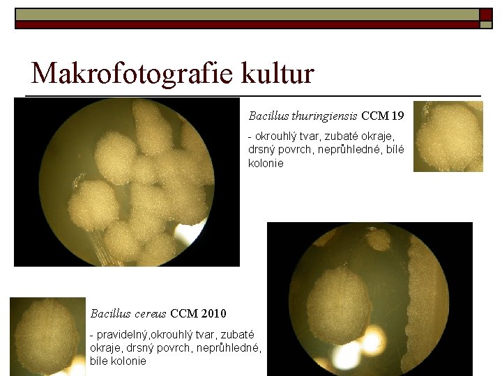 Makrofotografie kultur Bacillus thuringiensis CCM 19 - okrouhlý tvar, zubaté okraje, drsný povrch, neprůhledné,