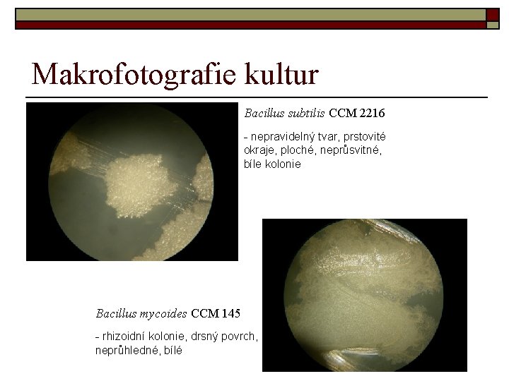 Makrofotografie kultur Bacillus subtilis CCM 2216 - nepravidelný tvar, prstovité okraje, ploché, neprůsvitné, bíle