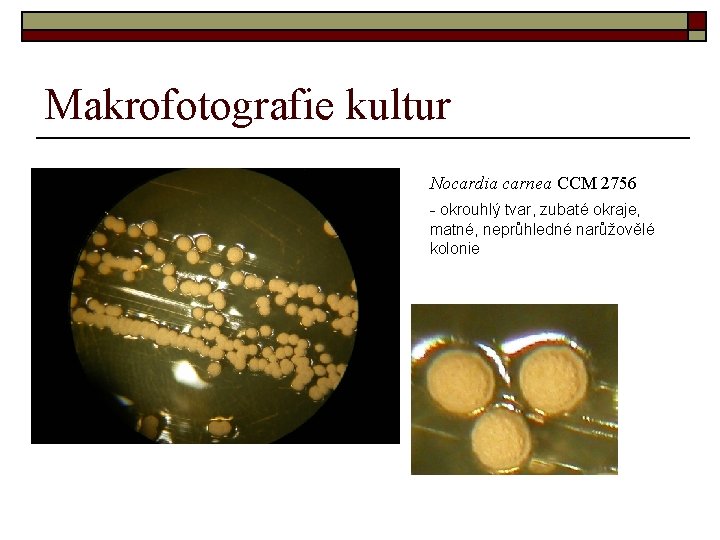 Makrofotografie kultur Nocardia carnea CCM 2756 - okrouhlý tvar, zubaté okraje, matné, neprůhledné narůžovělé