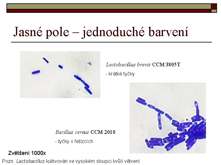Jasné pole – jednoduché barvení Lactobacillus brevis CCM 3805 T - krátké tyčky Bacillus