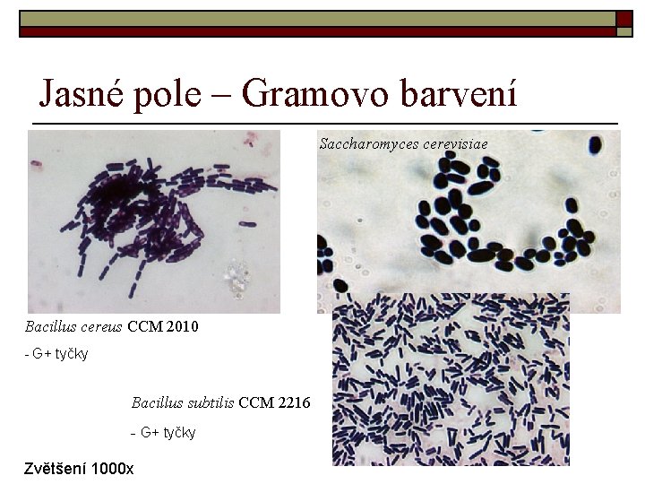 Jasné pole – Gramovo barvení Saccharomyces cerevisiae Bacillus cereus CCM 2010 - G+ tyčky