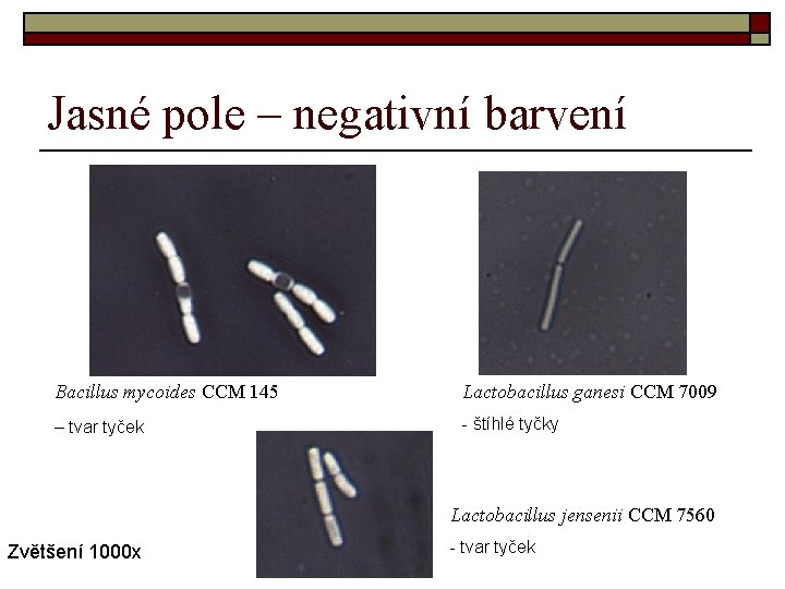 Jasné pole – negativní barvení Bacillus mycoides CCM 145 Lactobacillus ganesi CCM 7009 –