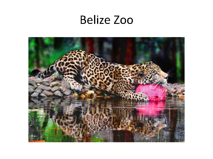 Belize Zoo 