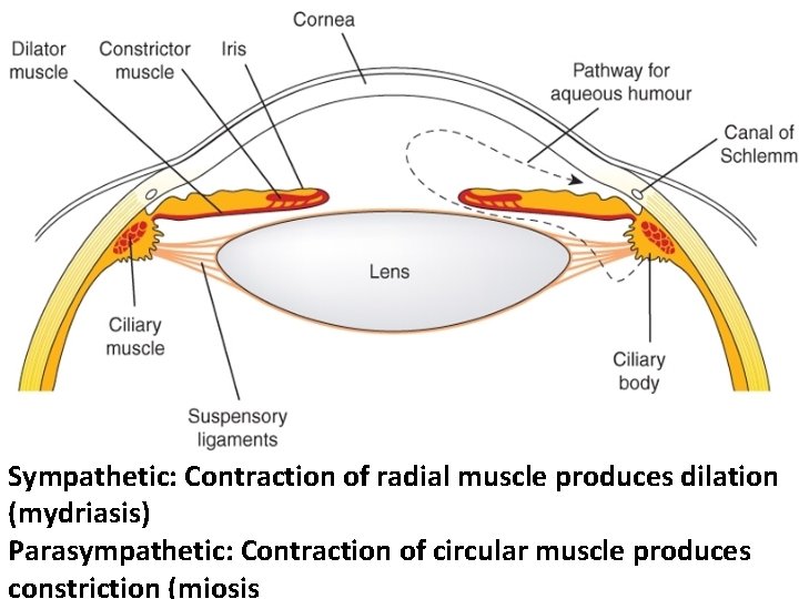 Sympathetic: Contraction of radial muscle produces dilation (mydriasis) Parasympathetic: Contraction of circular muscle produces