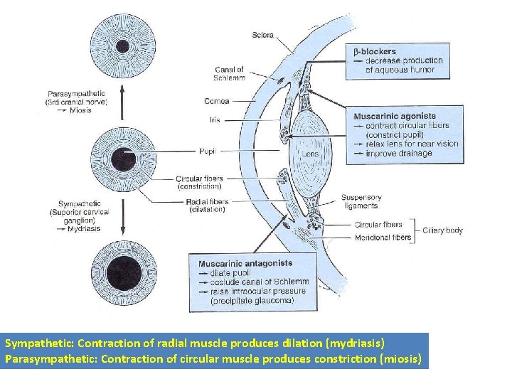 Sympathetic: Contraction of radial muscle produces dilation (mydriasis) Parasympathetic: Contraction of circular muscle produces